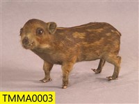 Formosan Wild Boar Collection Image, Figure 3, Total 19 Figures